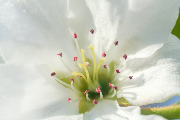 蓝天下的白色苹果花特写照片，花瓣洁白图片下载