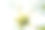 蓝天下的白色苹果花特写照片，花瓣洁白图片下载