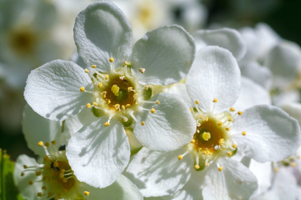 这张特写照片捕捉了一簇精致的鸟樱花。照片突出了几朵盛开的白色花瓣和明显的黄色雄蕊，以及一个小而尚未开放的花蕾。图片下载
