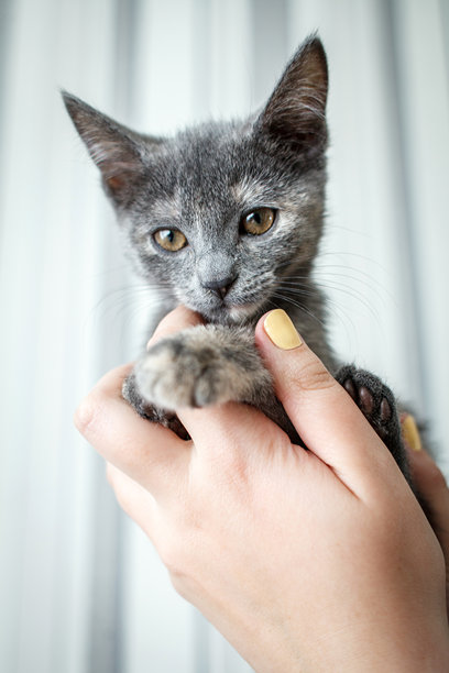 这张图片展示了一只灰色小猫被人温柔地抱在手中的特写镜头。小猫的毛发柔软短小，脸部和耳朵周围有细微的花纹。图片下载