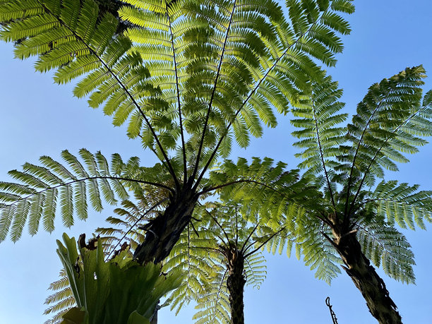 澳洲树蕨的仰视照片图片下载