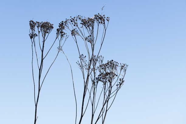 干燥的三色堇花朵是在明亮的蓝天下，抽象自然的照片图片下载