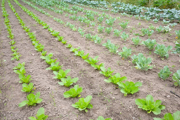 有机蔬菜农场的照片，选择性对焦。图片下载