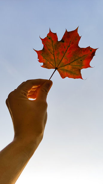 秋天在斯特罗莫夫卡公园，一位女性手持红色枫叶。竖版手机照片图片下载