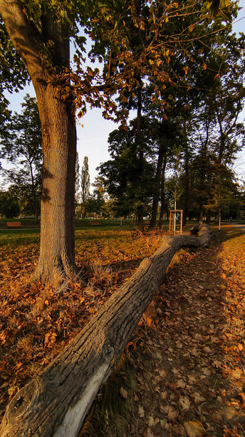 倒下的树干躺在斯特罗莫夫卡公园的小径上，覆盖着秋天的落叶。竖版手机照片图片下载