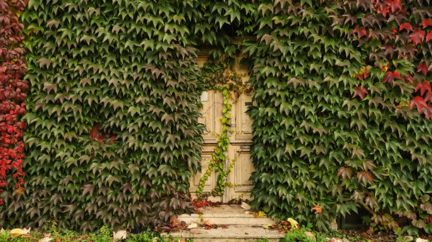 几乎被爬藤植物完全覆盖的旧木门。竖版手机照片图片下载