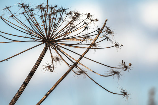 冬天的一天，干地接骨木花的微距照片图片下载