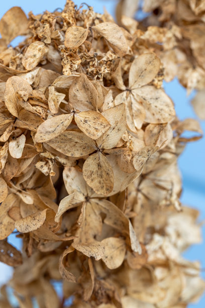 干花，自然背景，垂直微距照片绣球花图片下载