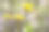 春天的草地上盛开着明亮的黄色蒲公英花。微距照片图片下载