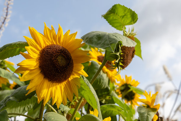 阳光明媚的夏日，向日葵在花园中盛开，自然照片图片下载