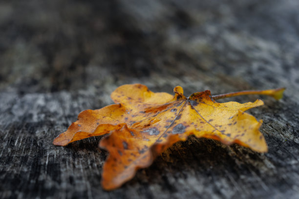 一片泛黄的干枯枫叶停留在树干上，象征着秋天的开始和时间的流逝。这是一张美丽的特写自然照片，具有深色对比。（选择性聚焦）图片下载