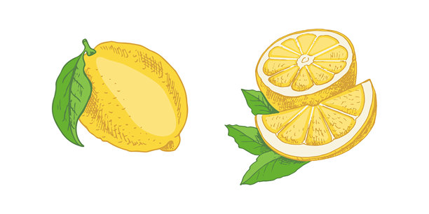 手绘矢量柠檬素描：带叶植物、柠檬切片和半个柠檬，柑橘，橙子，葡萄柚。矢量素材，适用于海报、菜单或标签图片下载