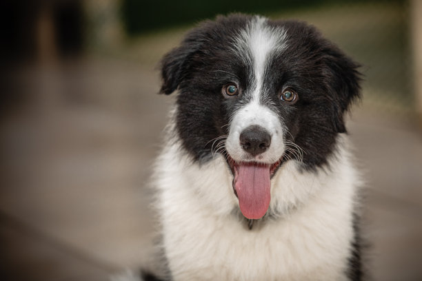 可爱的黑白边境牧羊犬小狗特写头像图片下载