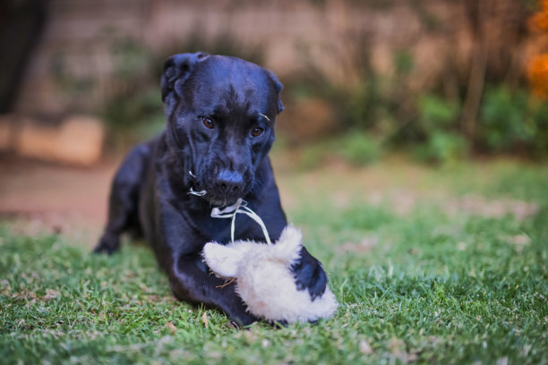 一只大型非纯种小狗快乐地玩耍着狗玩具和毛绒玩具的照片。图片下载