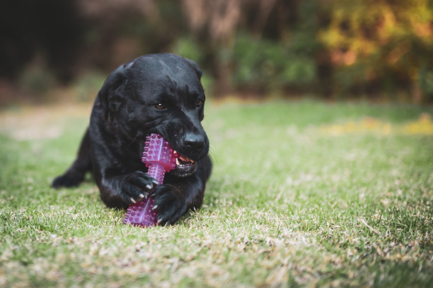 一只大型非纯种小狗快乐地玩耍着狗玩具和毛绒玩具的照片。图片下载