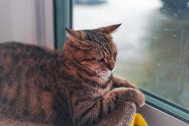 猫的脸部特写照片图片下载