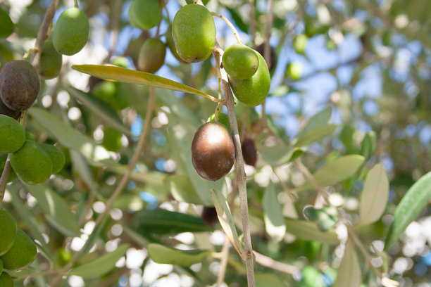 成熟的橄榄在树枝上生长，特写。橄榄树背景适用于出版、设计、海报、日历、帖子、屏保、壁纸、明信片、横幅、封面、网站。高质量照片图片下载