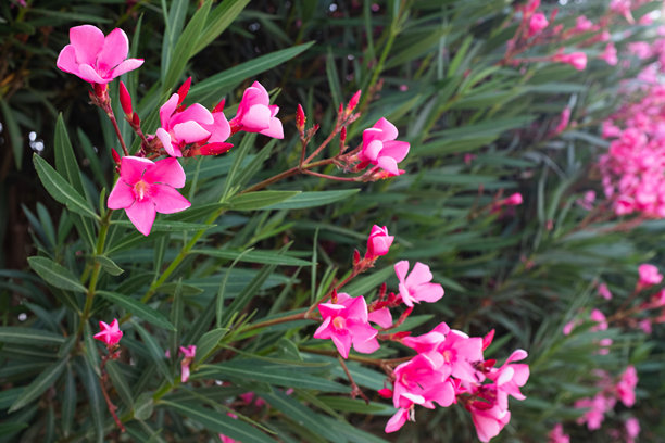 紫葳树背景，带有深红色花朵，特写。盛开的紫葳适合用于出版物、海报、日历、帖子、屏保、壁纸、封面和网站。高质量照片。图片下载