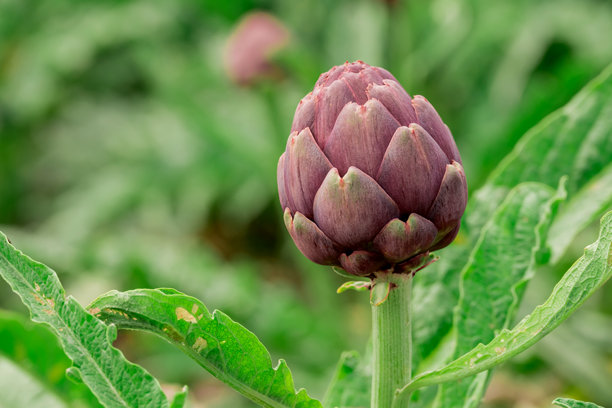 花园中生长的蔬菜照片图片下载