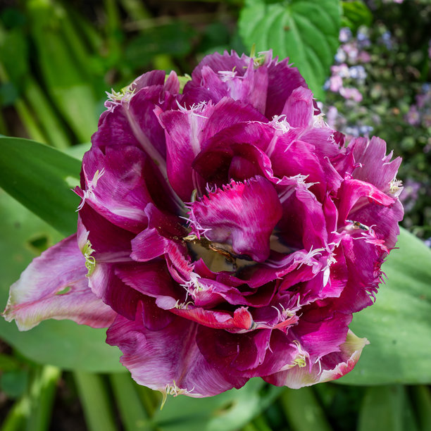 紫色鹦鹉郁金香的特写微距照片。图片下载