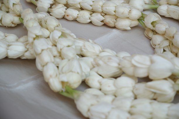 茉莉花项链的特写照片图片下载