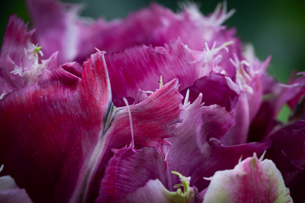 紫色鹦鹉郁金香的特写微距照片。图片下载