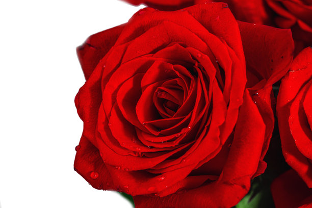 带水珠的红玫瑰。微距照片，盛开的花朵，母亲节的节日概念。图片下载