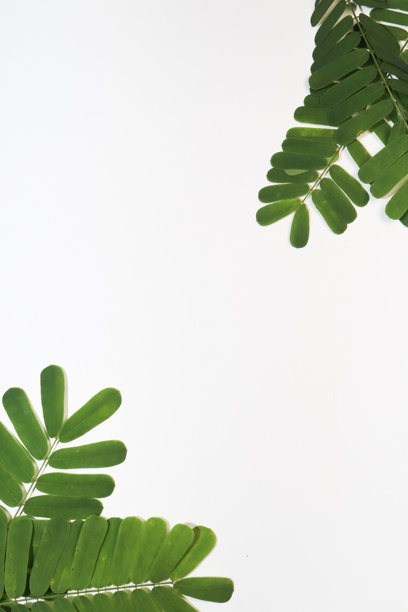 树叶和白色背景的照片图片下载