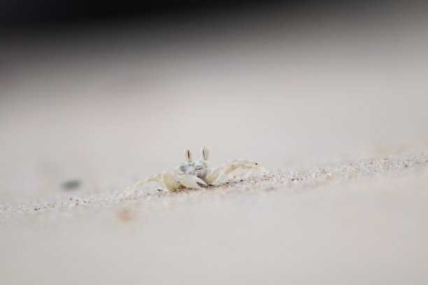 沙滩上一只小螃蟹的照片图片下载