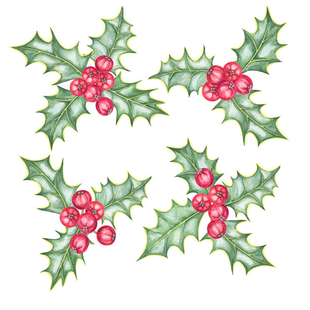 冬青树水彩插画素材，簇状树叶和红色浆果，圣诞主题品牌设计图片下载