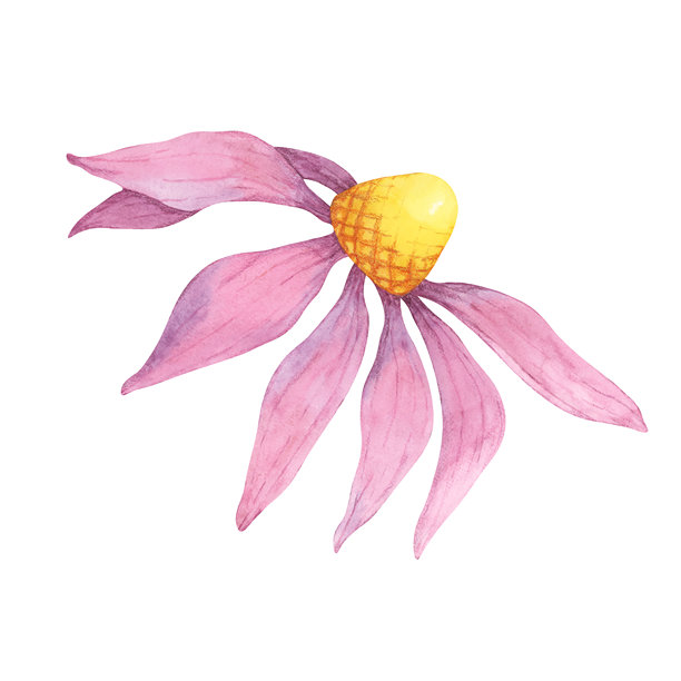 单支紫锥菊水彩插画，粉色花瓣和黄色中心，用于制作贺卡图片下载