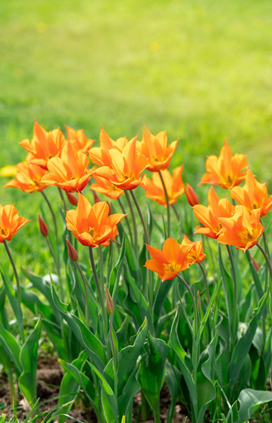 美丽的橙色郁金香在春季花园中盛开。选择性对焦。垂直照片墙纸图片下载