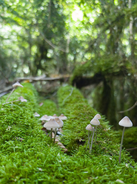 一组小蘑菇的特写照片，生长在覆盖着绿色苔藓的大树干上，背景是西班牙纳瓦拉州一片恶劣的森林。自然背景。图片下载