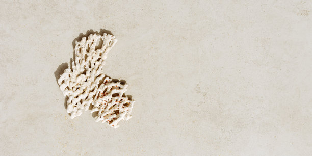 浅米灰色背景上的白色珊瑚。自然纹理的珊瑚，阳光投下的阴影，夏季自然静物风景，极简风格趋势照片，俯视视角，留白空间。图片下载