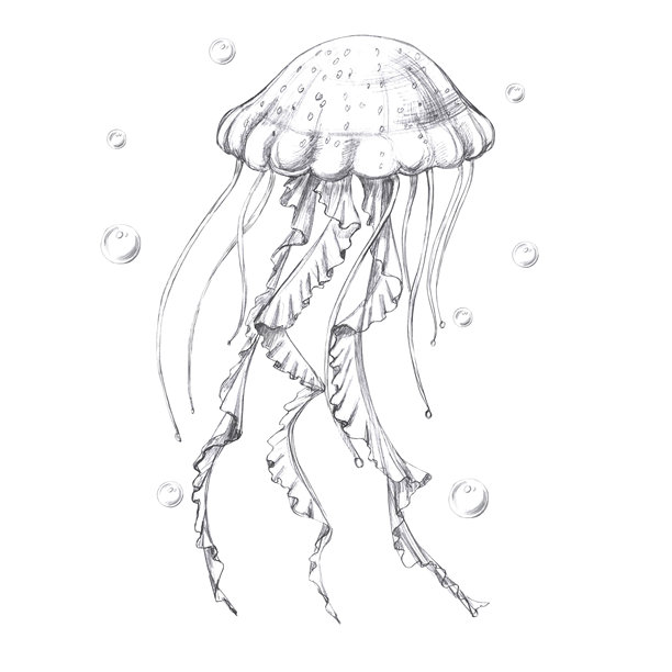 气泡中的水母，手绘铅笔素描。适用于鱼类餐厅设计、菜单、纺织品和海报的真实风格插图。图片下载