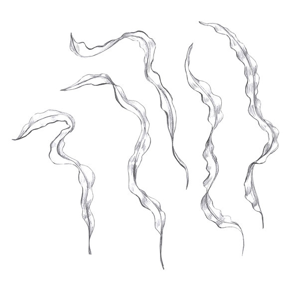 海藻图集，手绘铅笔画。用于鱼餐厅设计、菜单、纺织品和海报的独立插图，风格真实。图片下载