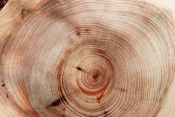 自然木质背景，木纹年轮形成。杜松木材的横截面宏观照片，图形自然有机图案。锯切木材特写，树轮图案，自然光照。图片下载