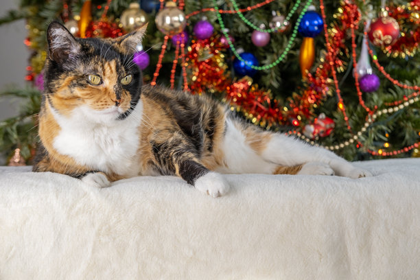 棕色三色成年家猫，背景为装饰品的圣诞树，传统宁静的圣诞时光，节日季节，适合社交媒体的完美素材图片下载