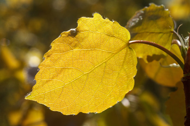 这张照片特写了秋天的树叶，在温暖的阳光下闪耀。前景中主导的叶子展现出丰富的金黄色调。图片下载