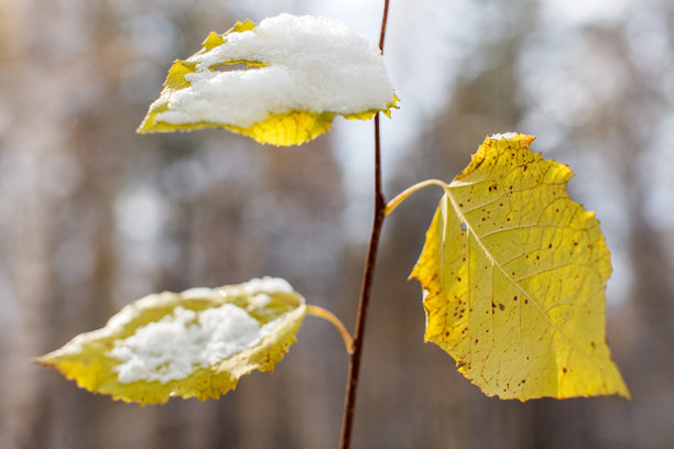 特写照片展示了一根带有绿色和黄色秋叶的树枝，其中一些叶子部分被季节的第一场雪覆盖。雪轻轻地 resting 在叶子的表面，突显了秋冬交替的过渡。图片下载