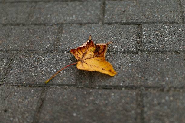 秋天的黄色树叶和秋季天气。自然和户外环境的照片。图片下载
