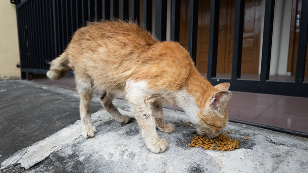 喂养饥饿流浪猫的特写照片，使用干猫粮颗粒。关爱动物和对生命的关注。世界动物日概念。图片下载