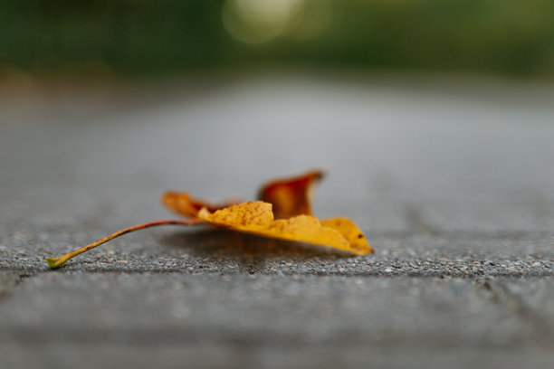 秋天的黄色树叶和秋季天气。自然和户外环境的照片。图片下载