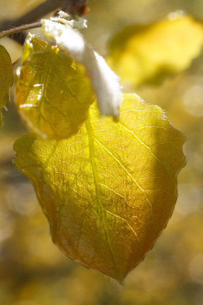 这张照片特写了秋天的树叶，在温暖的阳光下闪耀。前景中的主叶呈现出丰富的金黄色调。图片下载