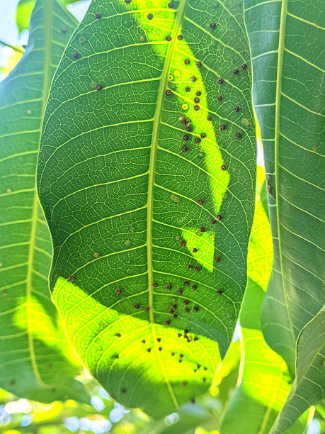 自然照片：芒果叶子上的黑斑图片下载