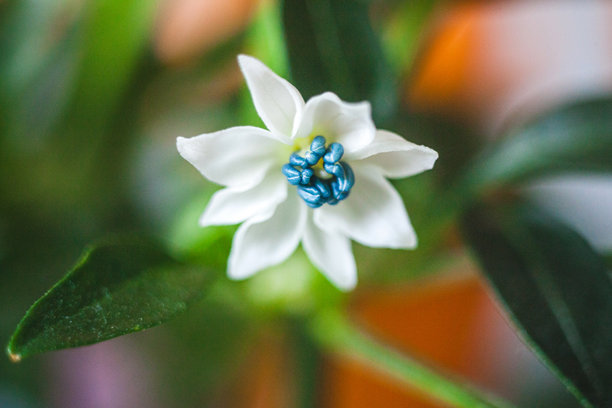 一张小巧精致的白色花朵特写照片，花蕊中央有蓝色的花丝。花瓣柔软且略尖，质地光滑。图片下载