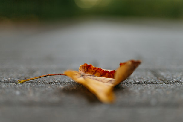 秋天的黄色树叶和秋季天气。自然和户外环境的照片。图片下载