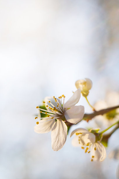 春天的微距照片。花园里开花的果树树枝。春天图片下载