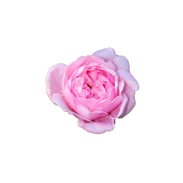 粉色英式牡丹玫瑰花瓣上的水滴 - 彩色照片，适合设计使用图片下载