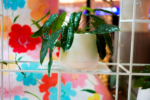 清迈，泰国，装饰架上摆放的小型白色盆栽植物照片。图片下载